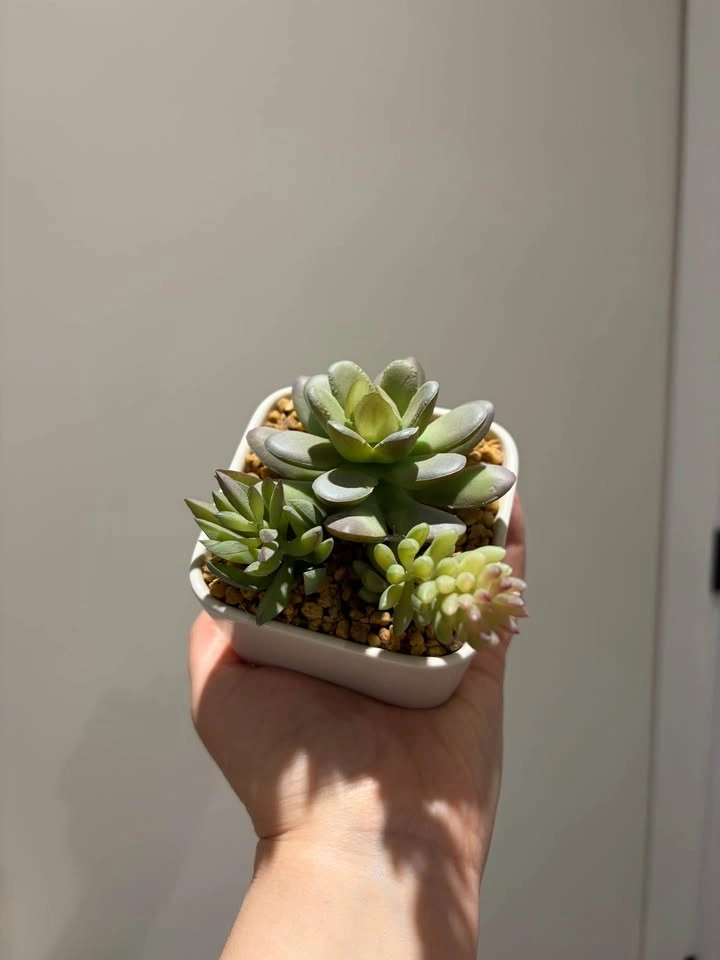 Artificial Potted Succulent - photo 3