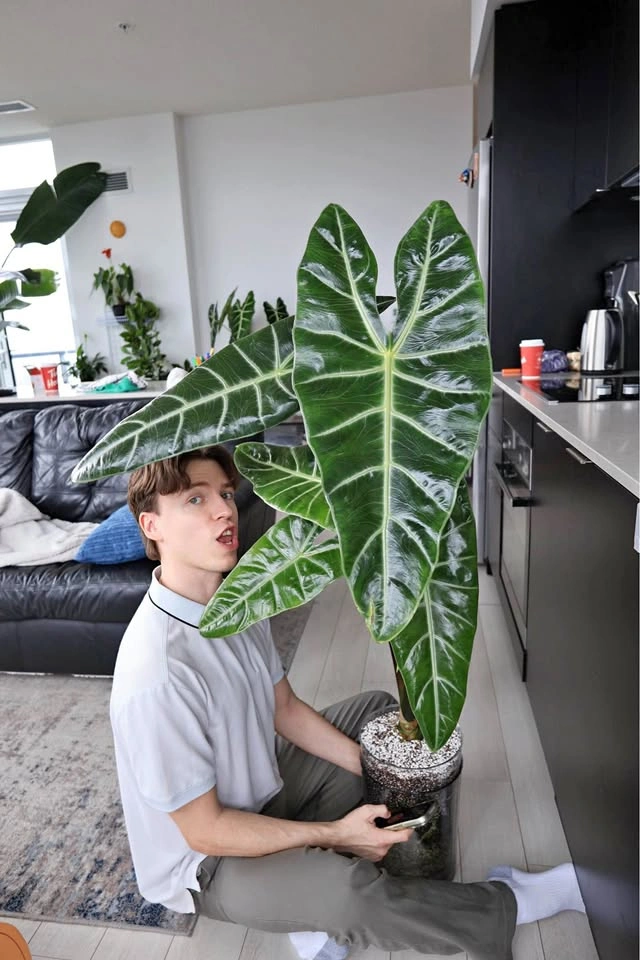 Alocasia longiloba starter plant