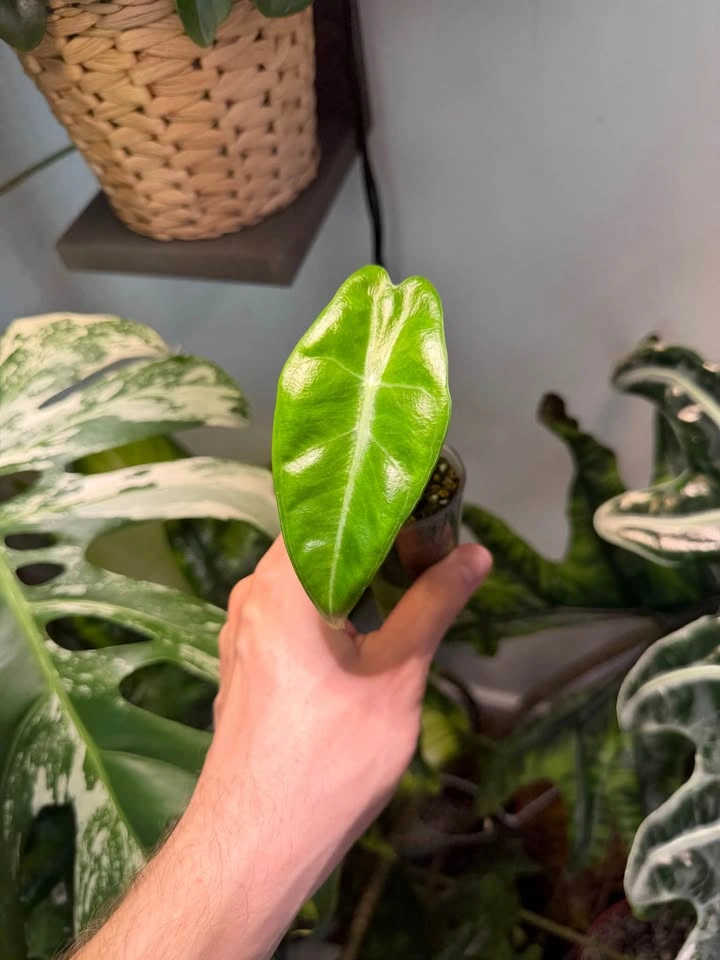Alocasia longiloba starter plant - photo 2