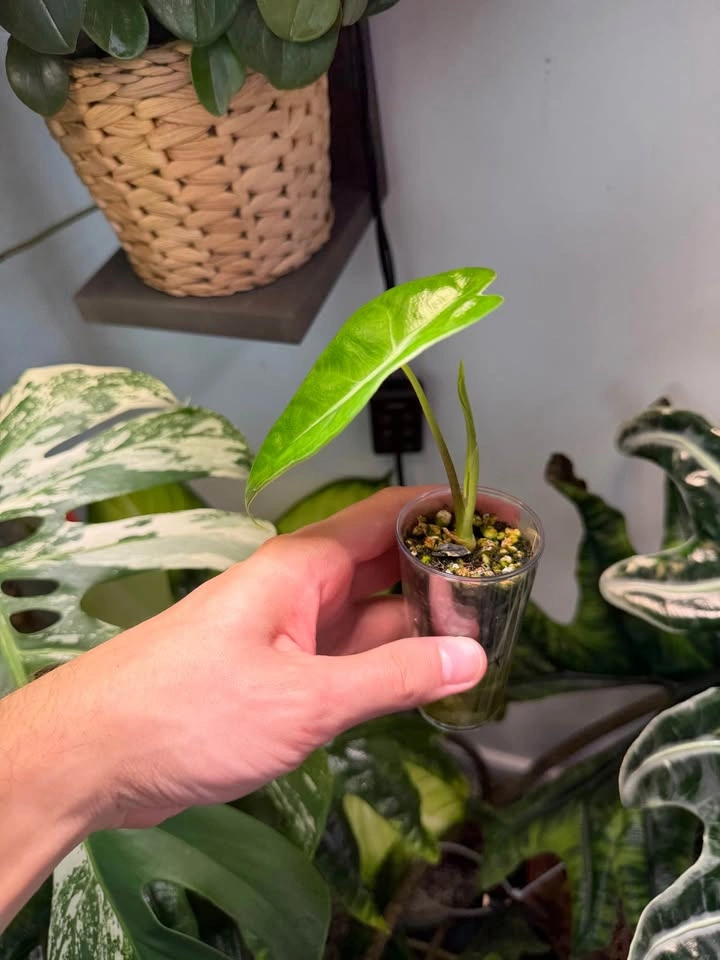 Alocasia longiloba starter plant - photo 3