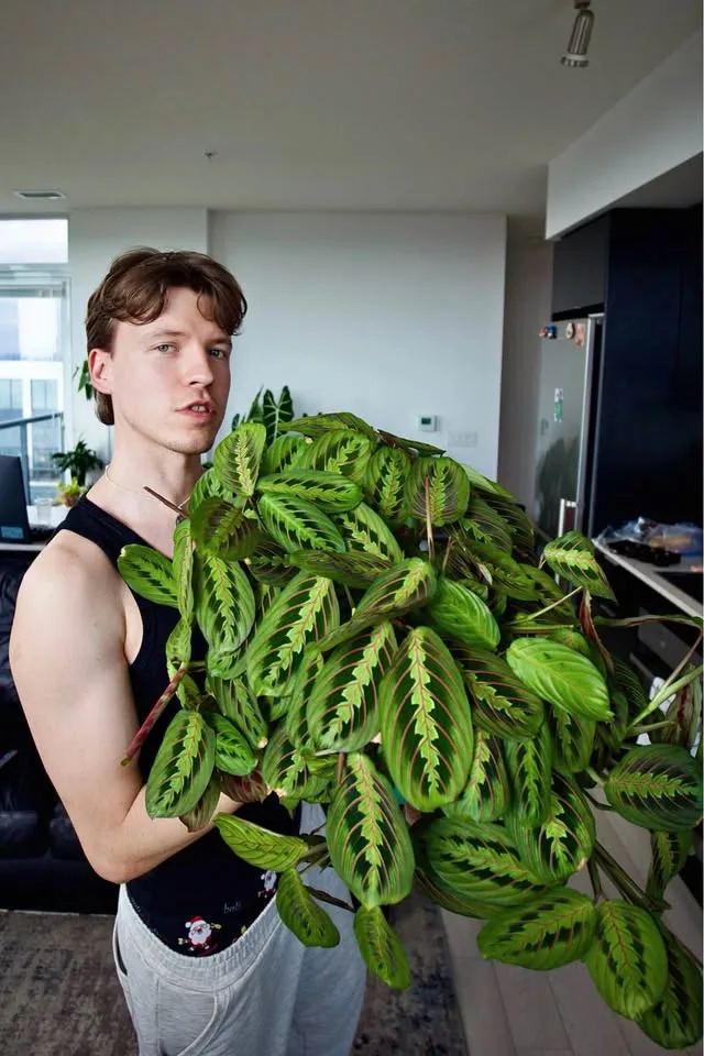 Large prayer plant Red Maranta
