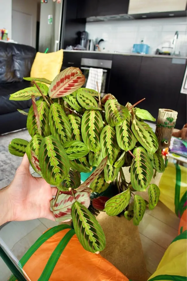 Large prayer plant Red Maranta - photo 2