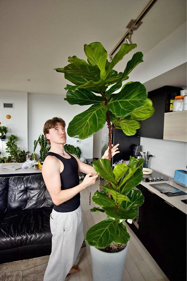 Large Fiddle Leaf Fig (Ficus Lyrata)