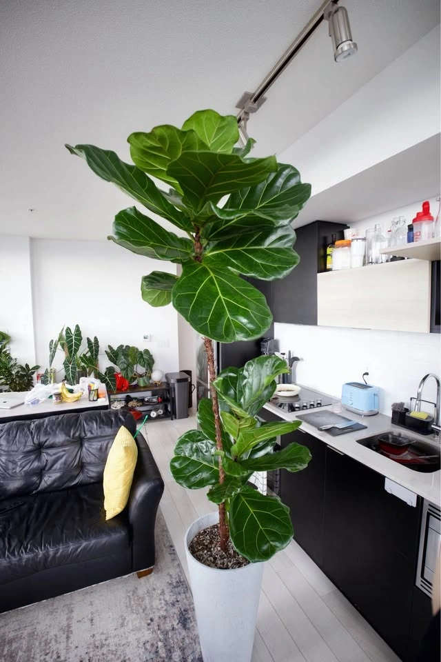 Large Fiddle Leaf Fig (Ficus Lyrata) - photo 3