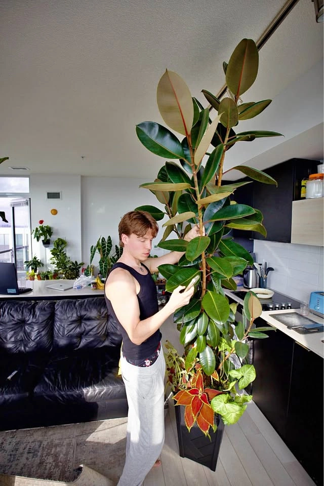 Large Rubber Tree Fig (Ficus elastica)