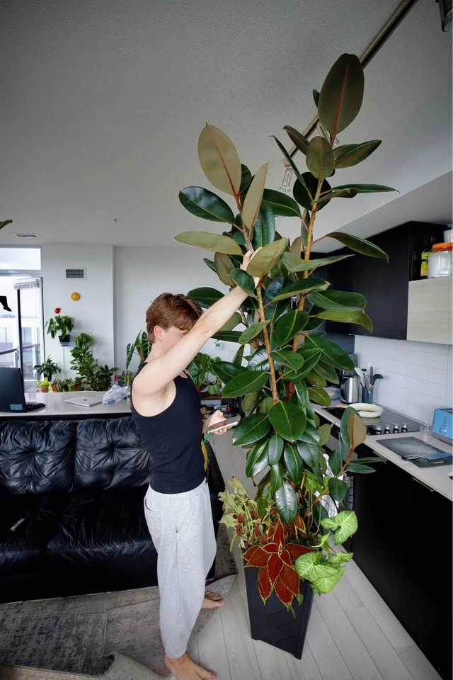 Large Rubber Tree Fig (Ficus elastica) - photo 2