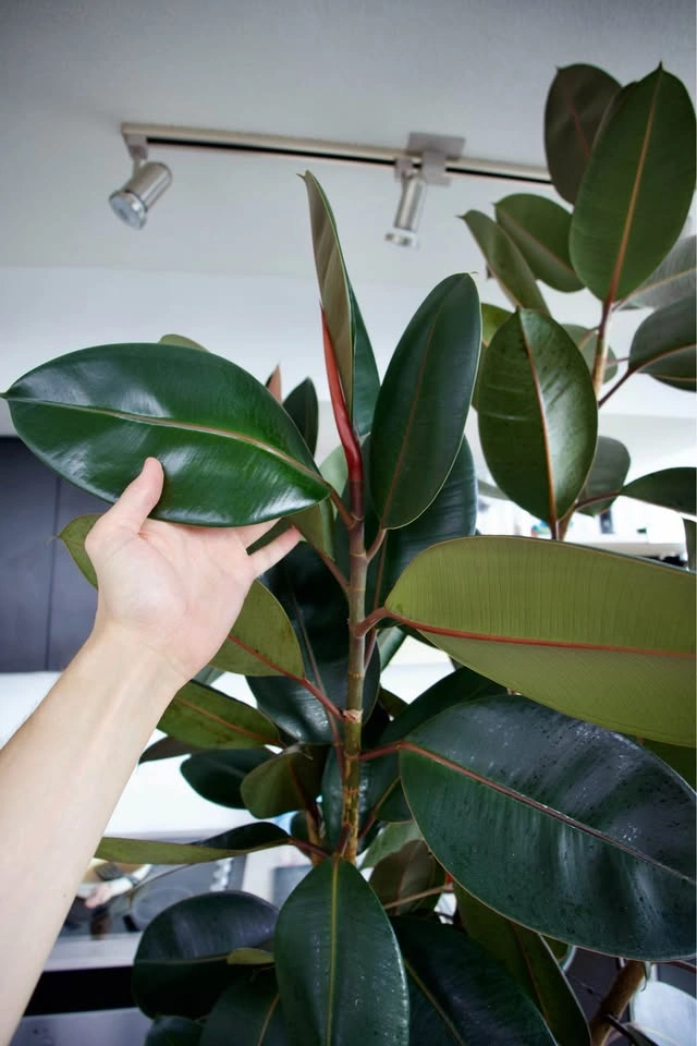Large Rubber Tree Fig (Ficus elastica) - photo 3