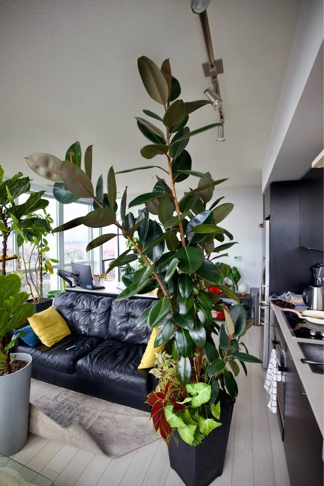 Large Rubber Tree Fig (Ficus elastica) - photo 4