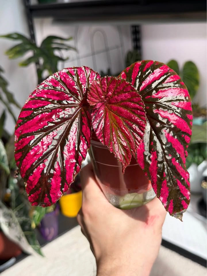 Begonia brevirimosa starter plant - photo 2