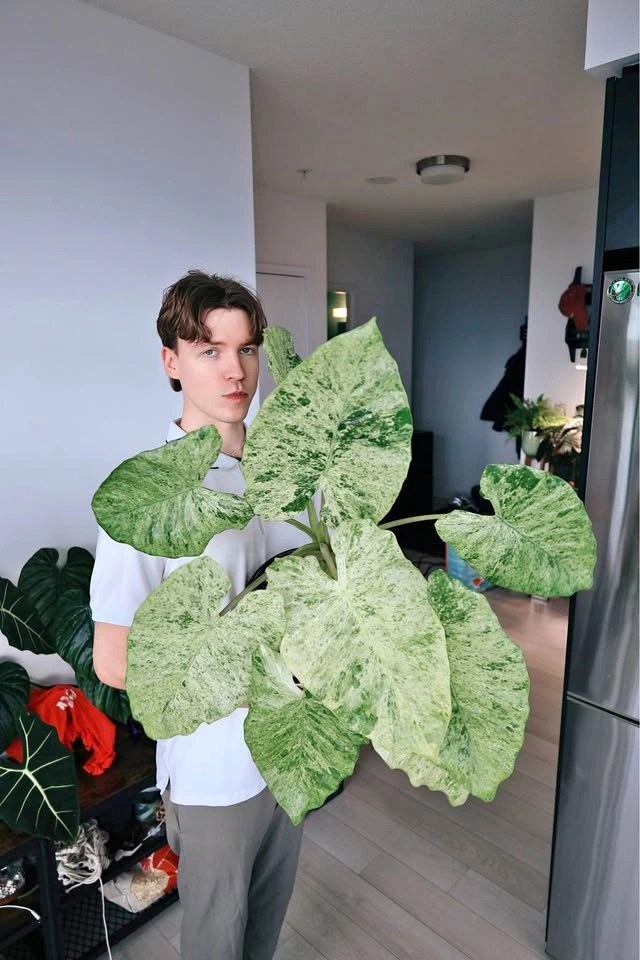 Alocasia macrorrhiza 'Camouflage’ starter plant