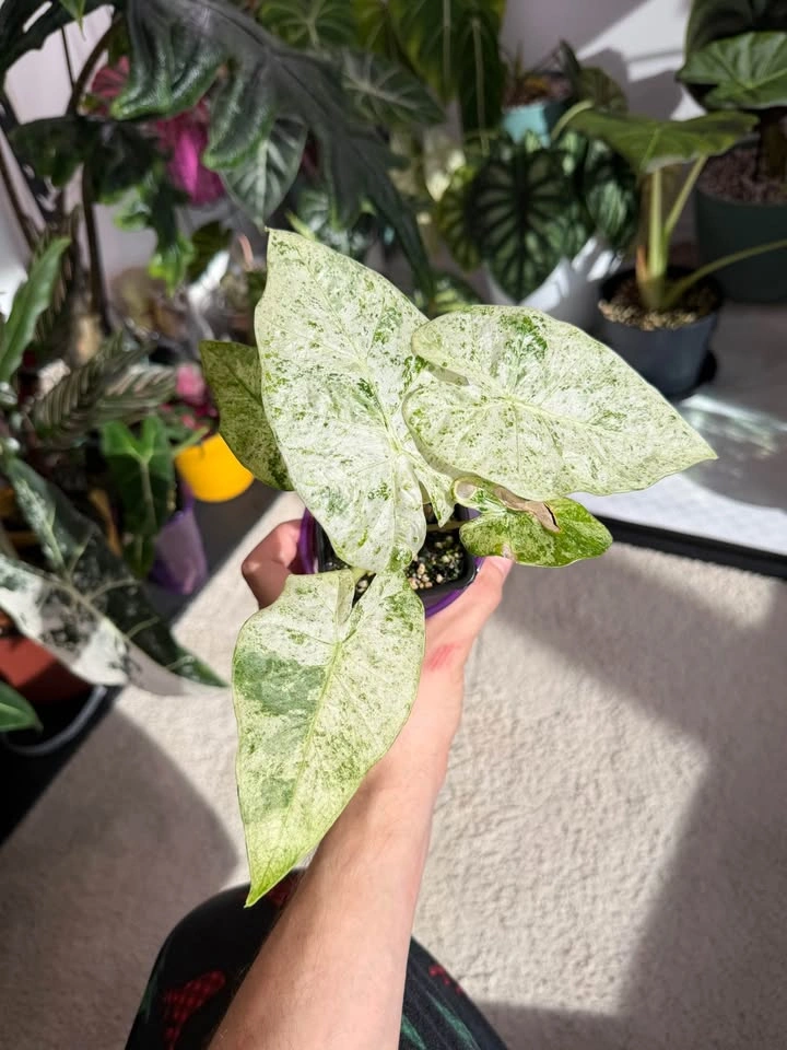 Alocasia macrorrhiza 'Camouflage’ starter plant - photo 2