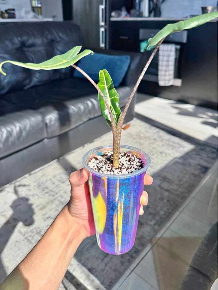 Holographic Semi-Hydro / Propagation Plant Pot Setup (Clear)