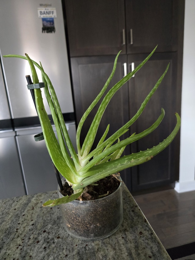 Large Aloe Vera Plant with Pot