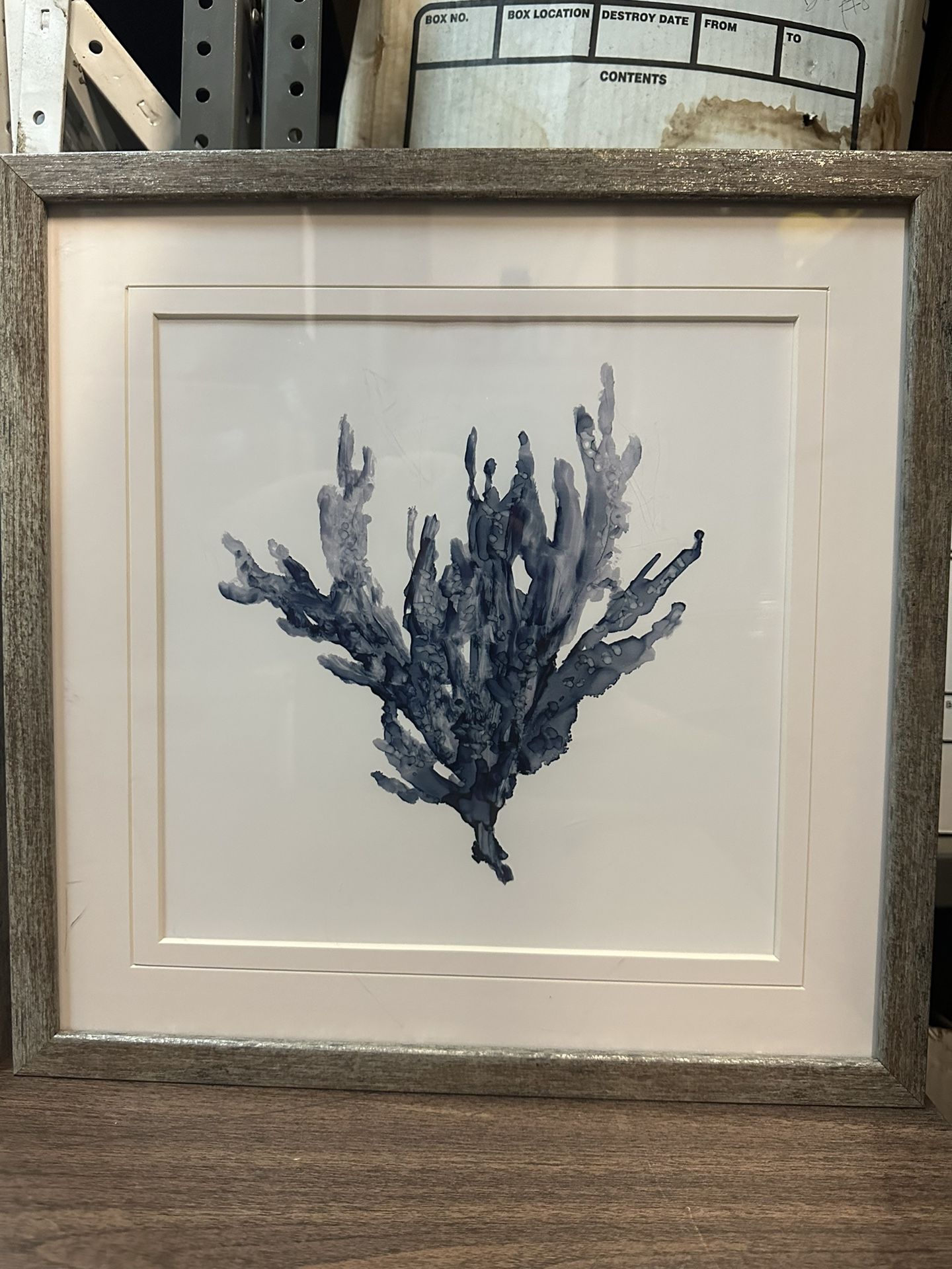 Sea Coral I - Fine Art Print
