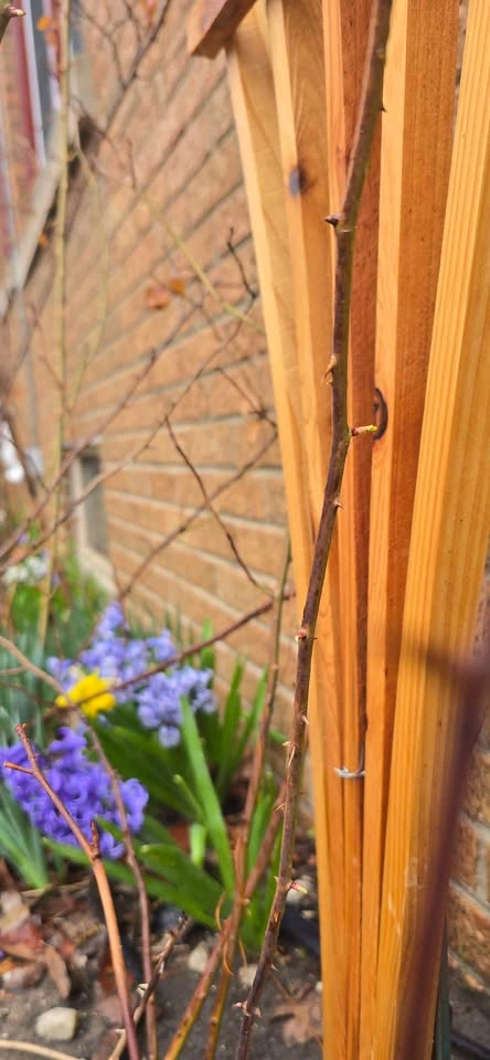 Handmade Cedar Trellis - photo 2