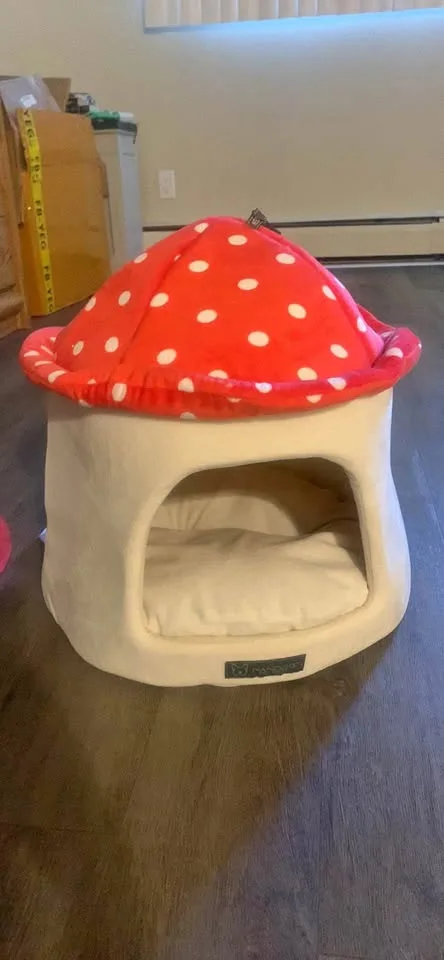 Cat Scratcher post and cat/ small dog bed Moving sale! thumbnail