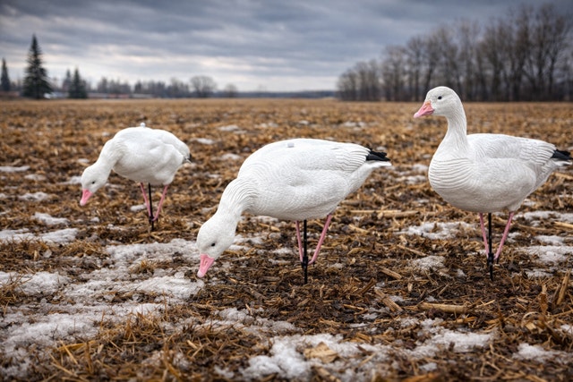 Snow Goose Decoys