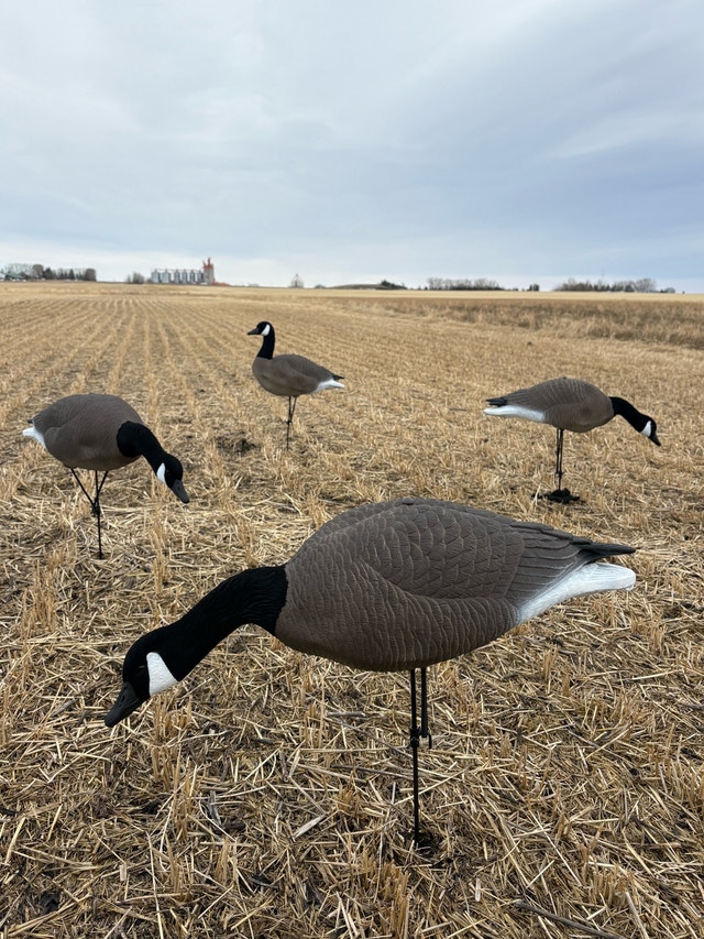 Alberta Owned Goose Decoys