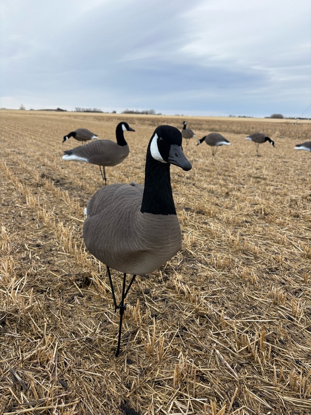 Alberta Owned Goose Decoys - photo 2