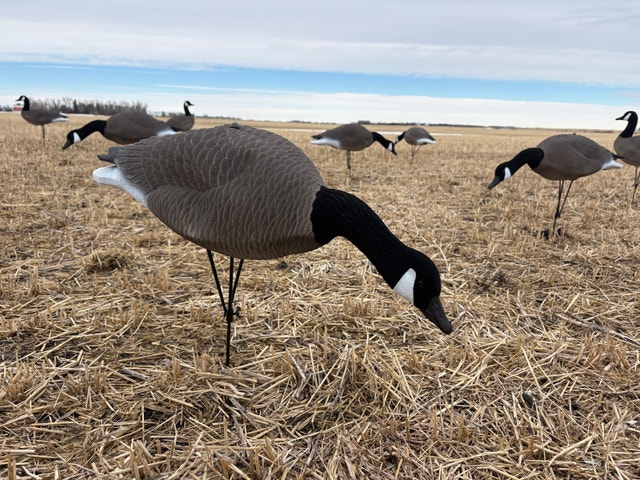 Alberta Owned Goose Decoys - photo 3