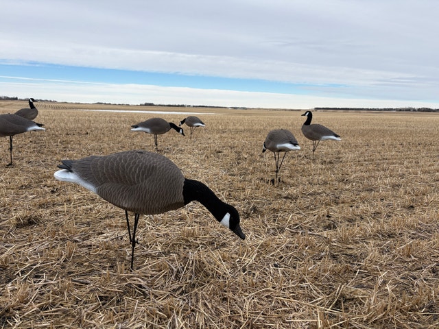 Alberta Owned Goose Decoys - photo 4