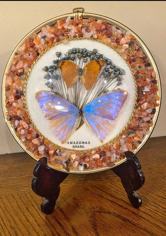 Vintage Butterfly Specimen "Amazonas Brazil" 8" thumbnail