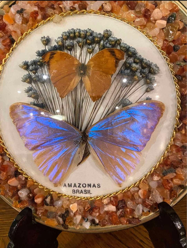 Vintage Butterfly Specimen "Amazonas Brazil" 8" - photo 2