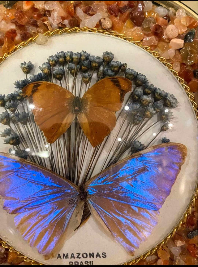 Vintage Butterfly Specimen "Amazonas Brazil" 8" - photo 4