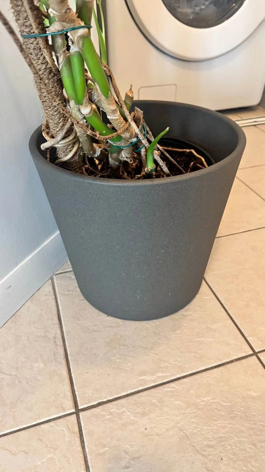 12” Ceramic Plant Pot