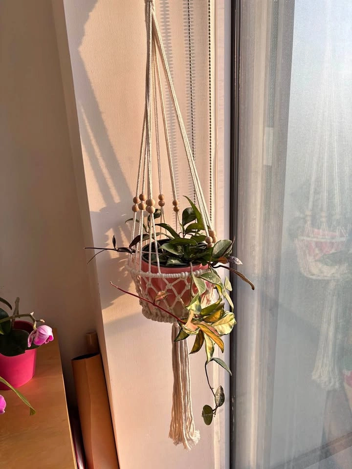 Pink Hoya Plant