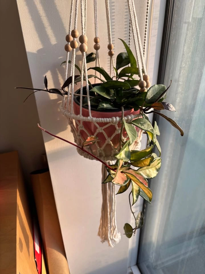 Pink Hoya Plant - photo 2
