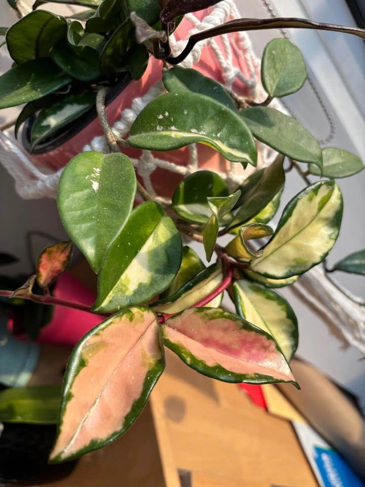 Pink Hoya Plant - photo 3