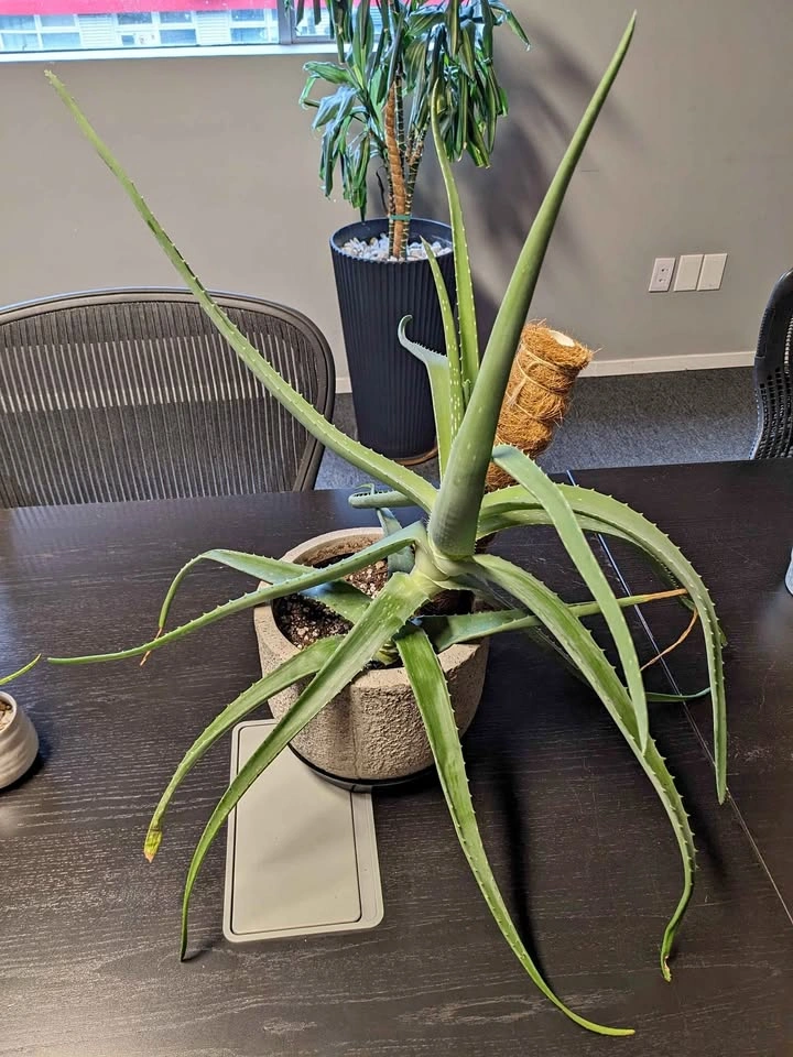 Large Aloe Plant in Pot