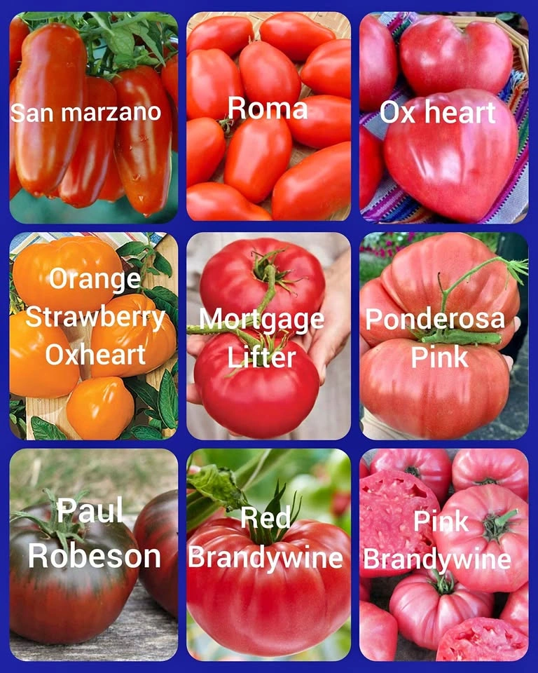 Tomato, Peppers, Eggplants - Vegetable Seedlings