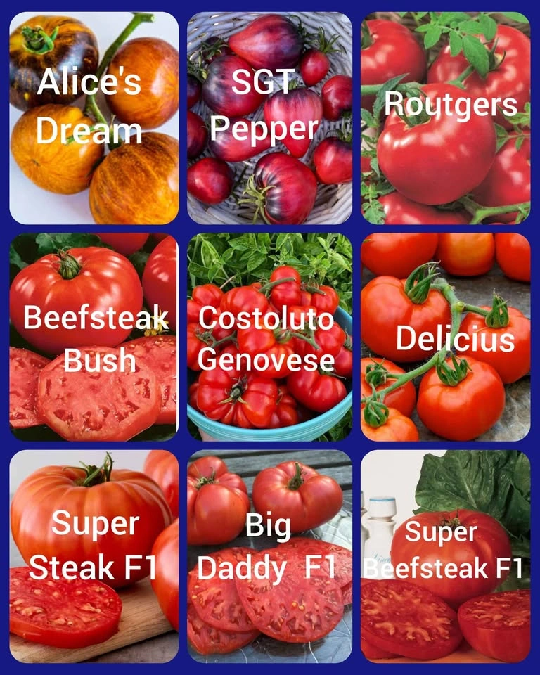 Tomato, Peppers, Eggplants - Vegetable Seedlings - photo 3
