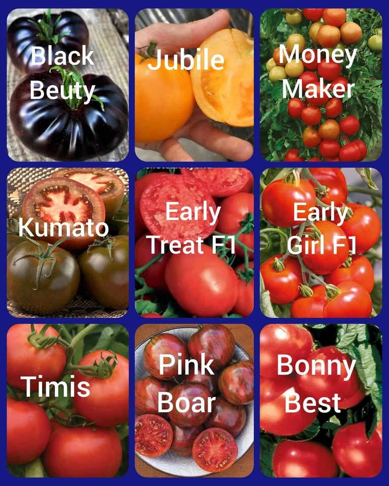 Tomato, Peppers, Eggplants - Vegetable Seedlings - photo 4
