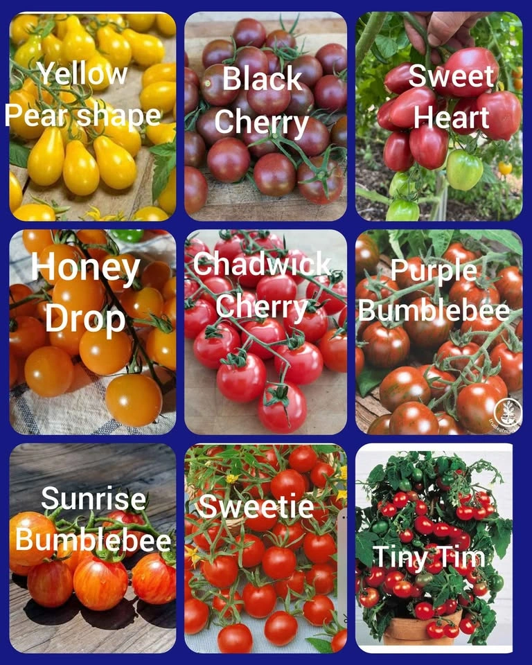 Tomato, Peppers, Eggplants - Vegetable Seedlings - photo 5