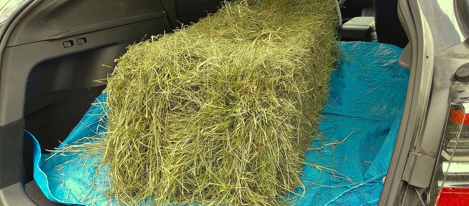 Orchard Grass Hay (95%) + Alfafa Hay (5%)