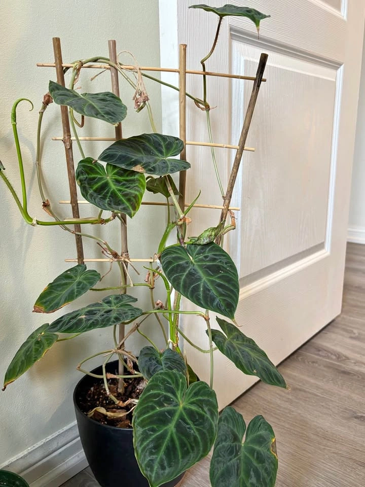 Philodendron verrucosum - 8 inch