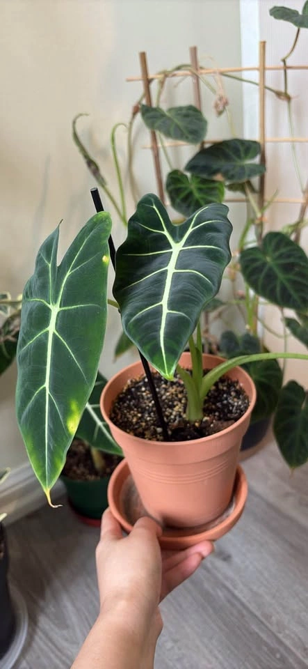 Plant sale - 5 inch Alocasia Frydeck