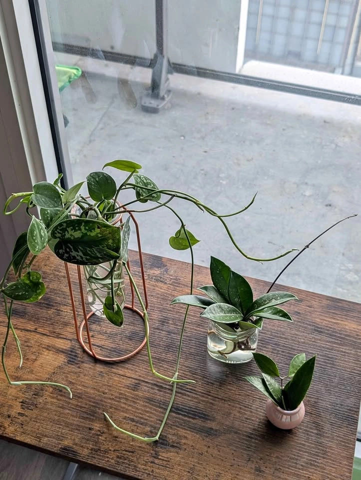 Cuttings Purge Update
