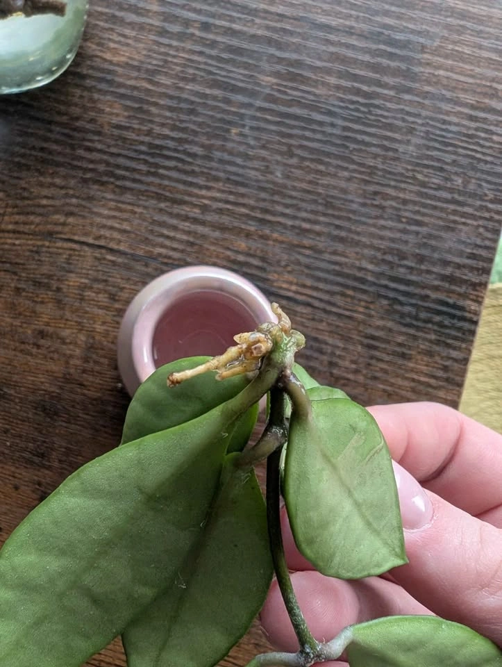 Cuttings Purge Update - photo 3