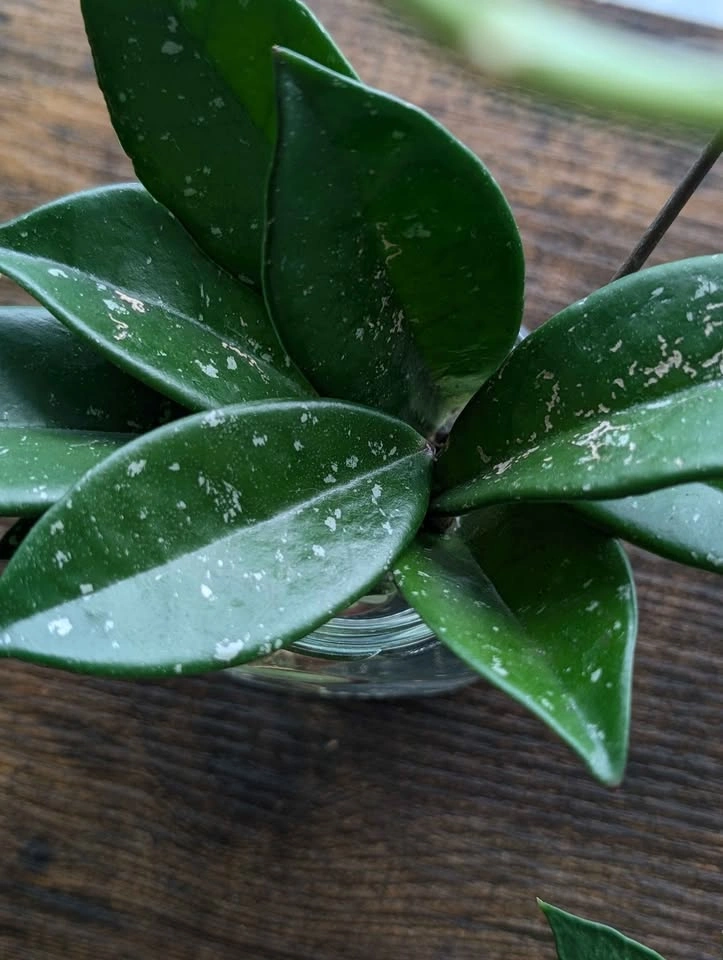Cuttings Purge Update - photo 4