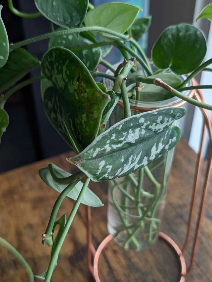 Cuttings Purge Update - photo 5