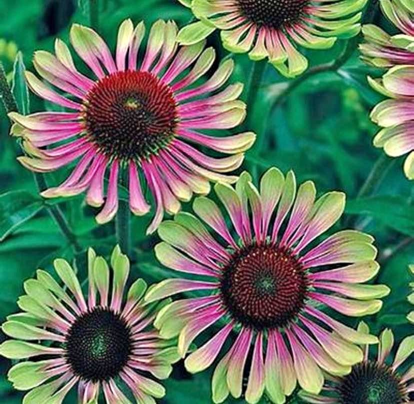 Echinacea Green Twister . Perennial. Full sun . 10 seeds