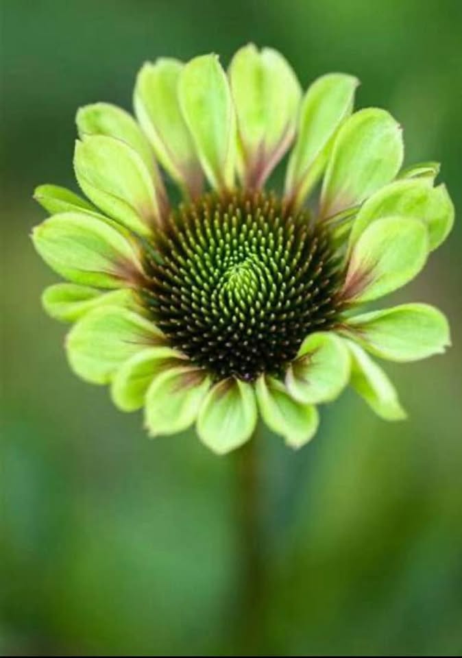 Echinacea Green Twister . Perennial. Full sun . 10 seeds - photo 2