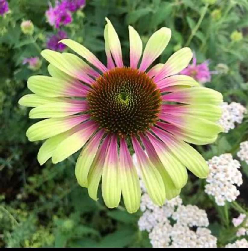 Echinacea Green Twister . Perennial. Full sun . 10 seeds - photo 3