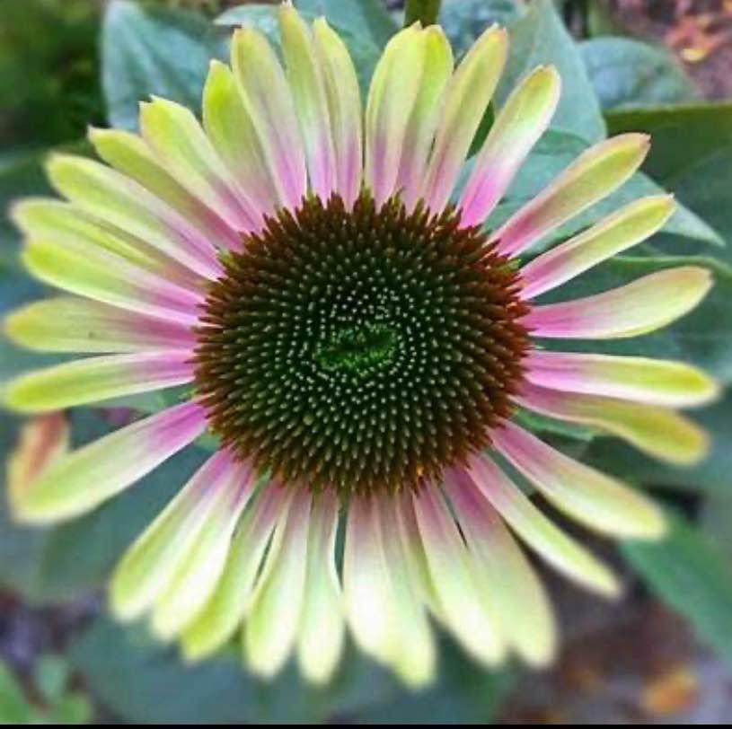 Echinacea Green Twister . Perennial. Full sun . 10 seeds - photo 4