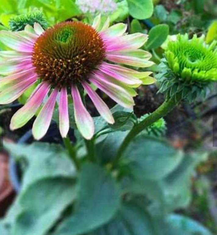 Echinacea Green Twister . Perennial. Full sun . 10 seeds - photo 5