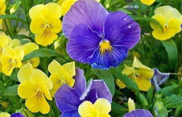 Pansies Mix. Two colours ( Blue and yellow). 100 seeds
